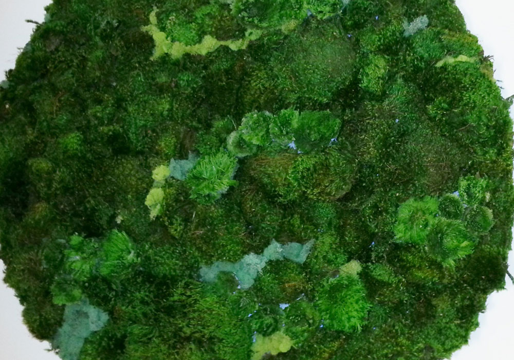 indoor moss wall